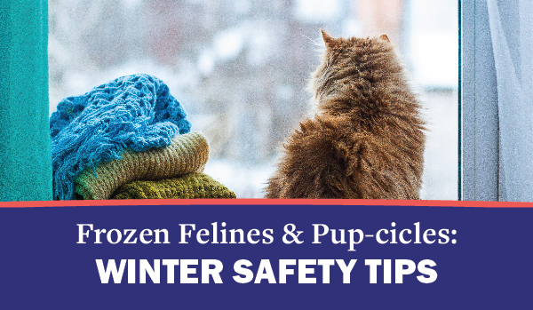 Winter Pet Safety