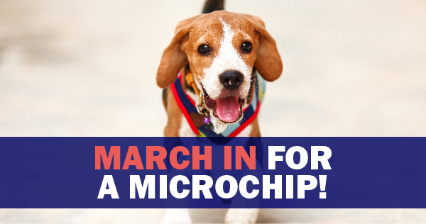 Microchips: Your Pet’s Ticket Home