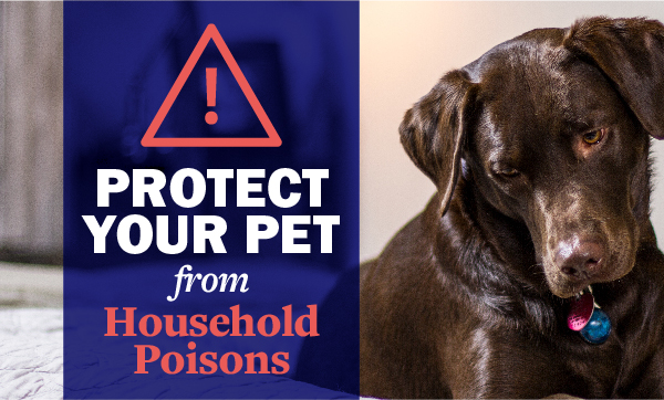 Pet Poison Prevention